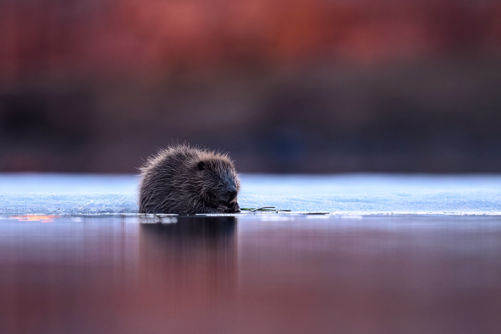 Young beaver feeding at the ice edge