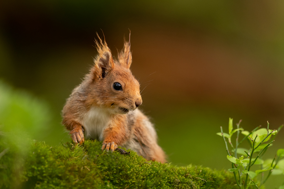 Young squirrel on a mossy log