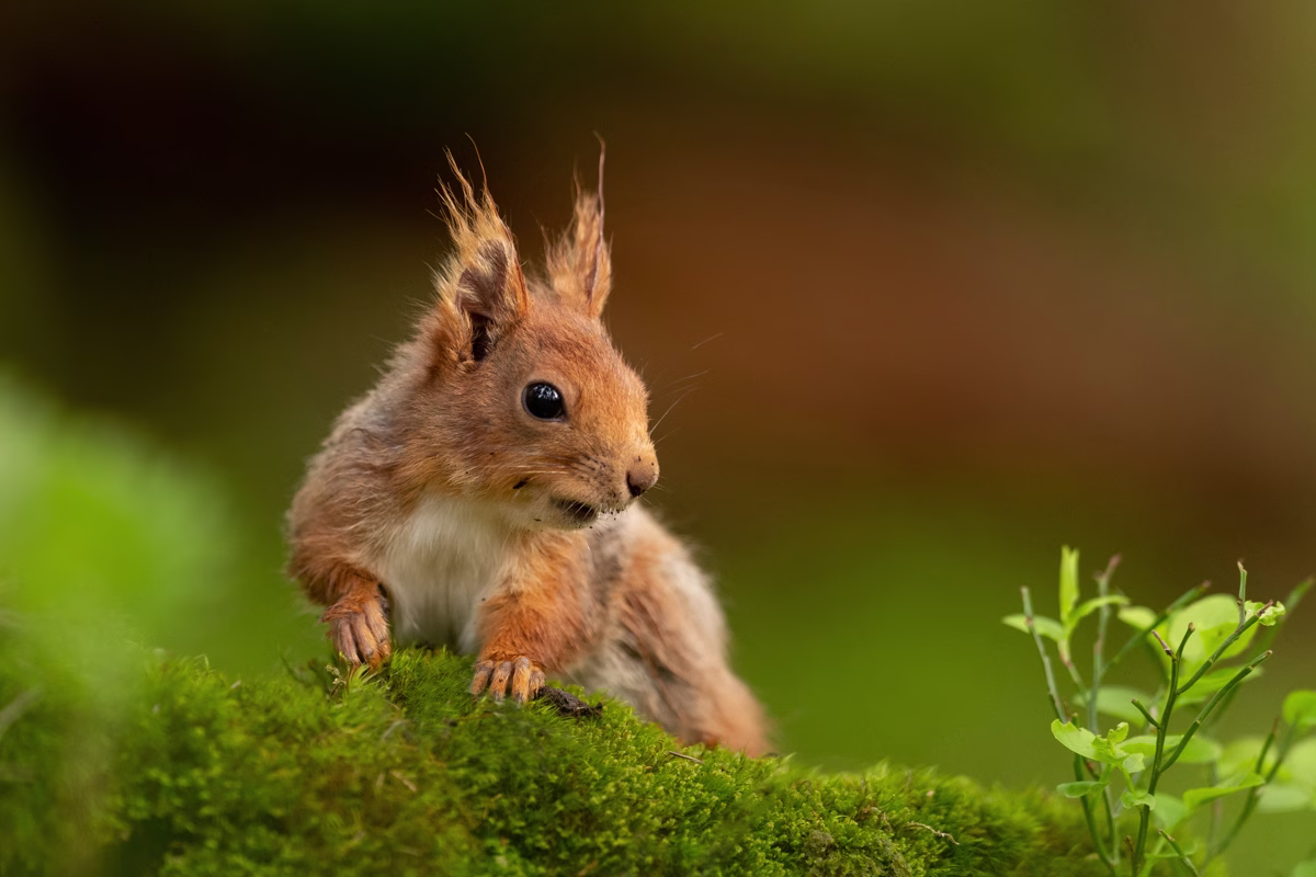 Young squirrel on a mossy log