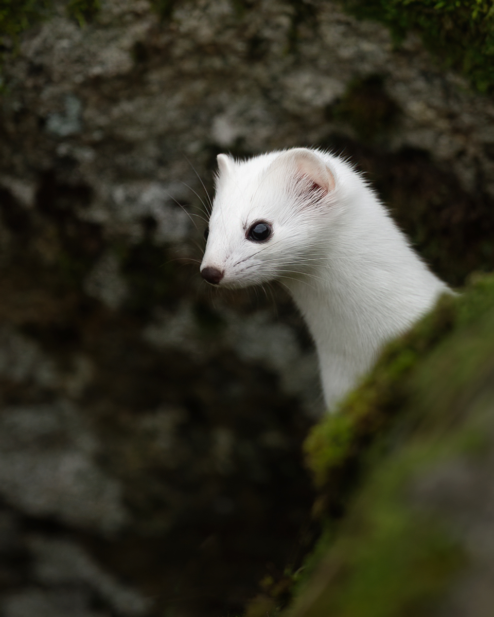 Portrait of the stoat