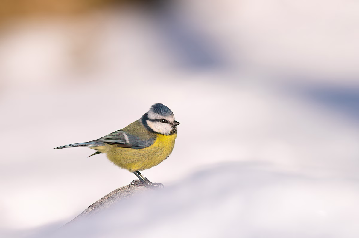 Blue tit in sun and snow