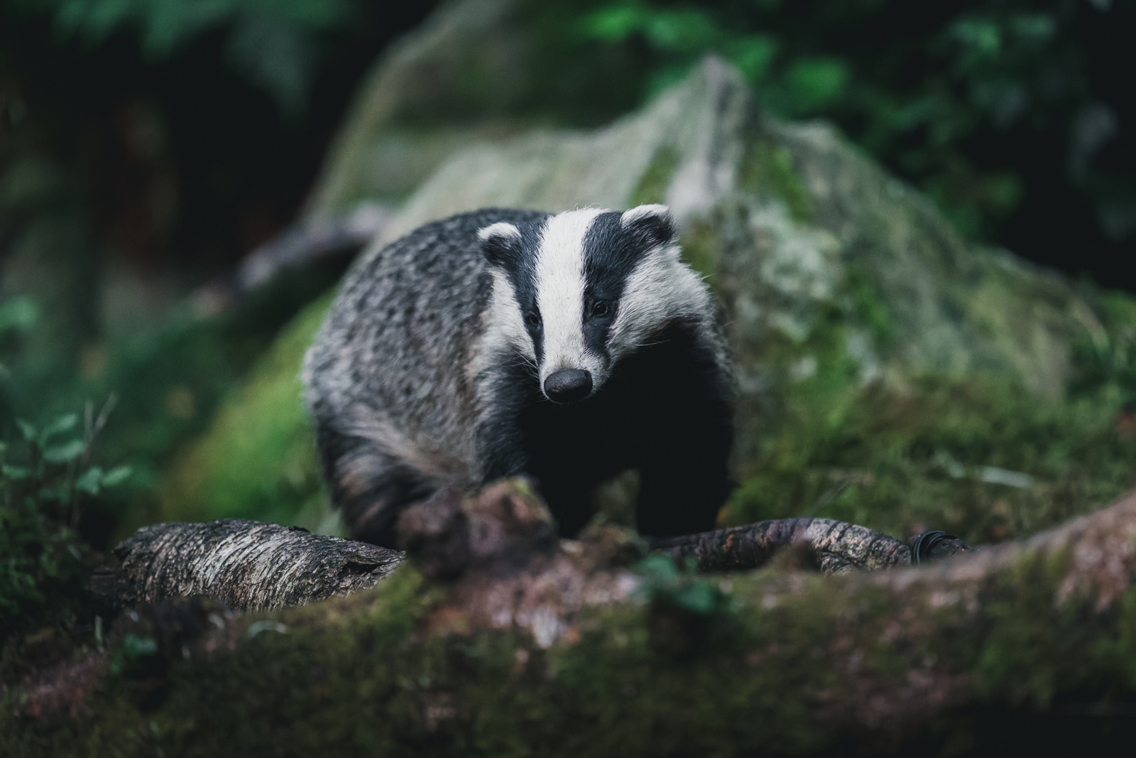 The badger in the very last light