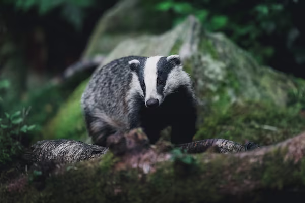 The badger in the very last light