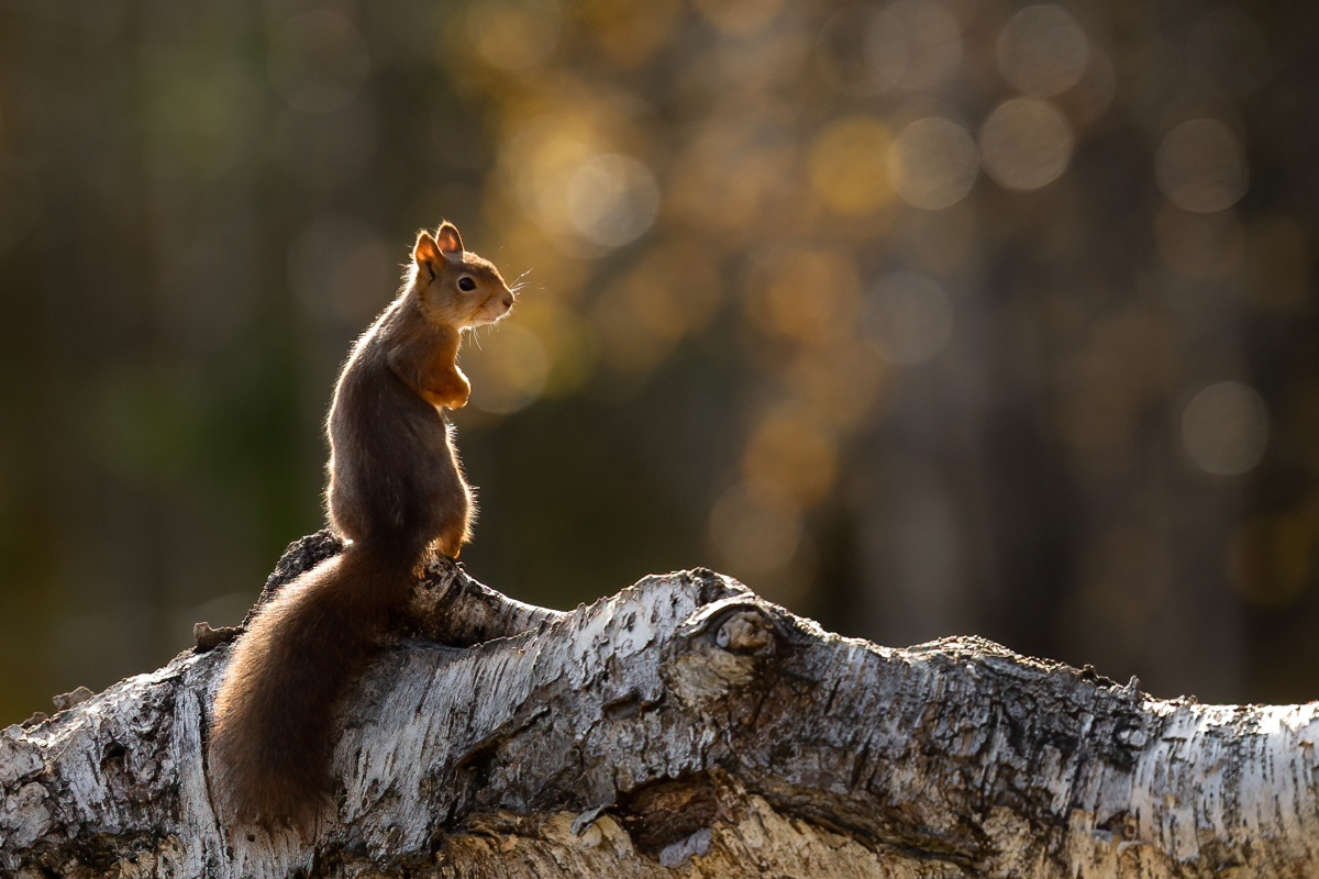 Squirrel on birch