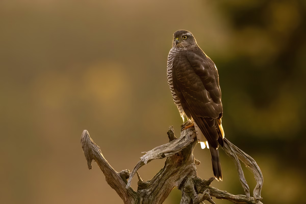 Sparrowhawk in morning light