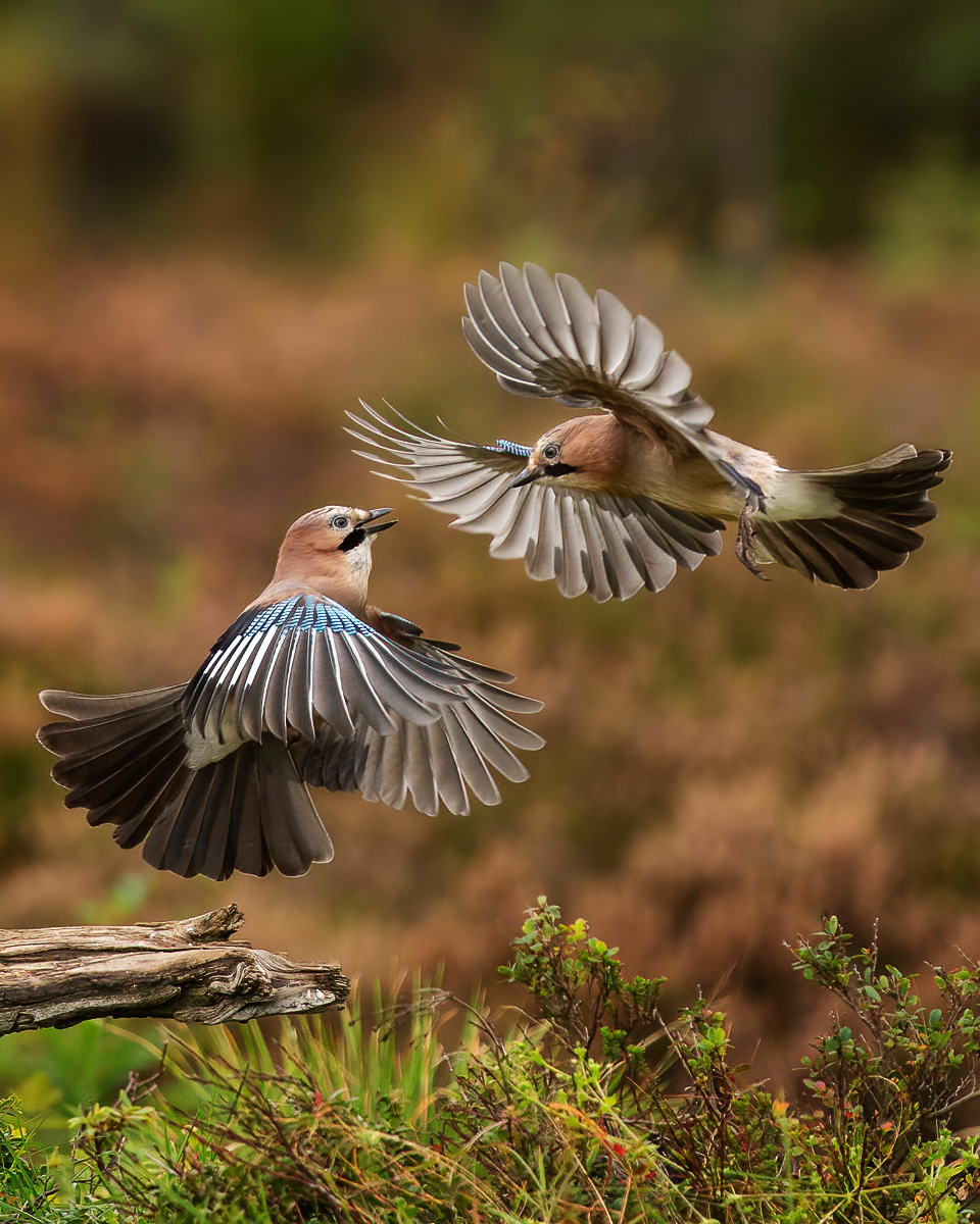 Two jays in fierce flight