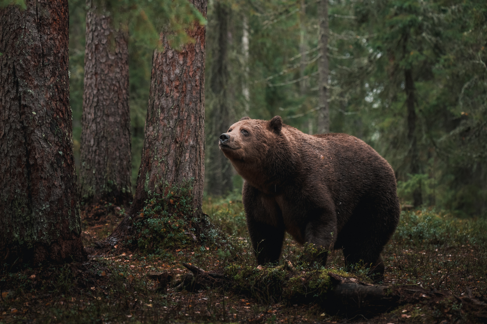 The curious brown bear in the pine forest