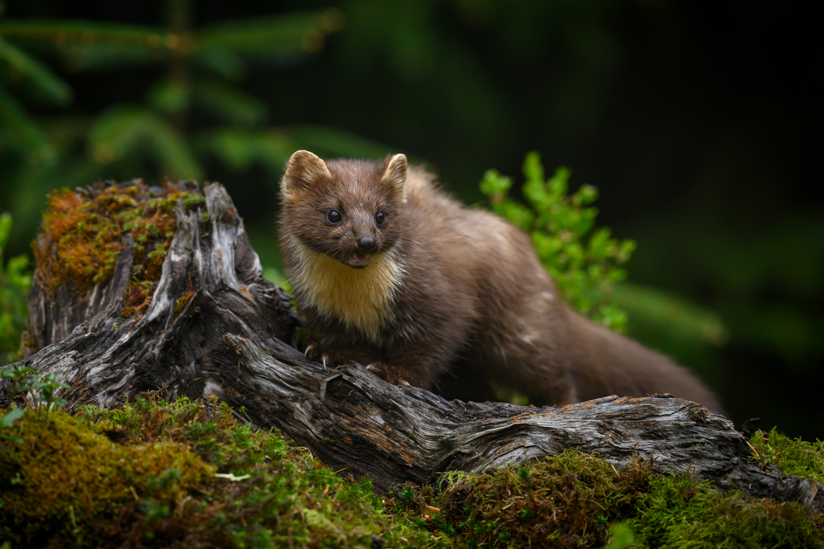 Pine marten climbing the old log