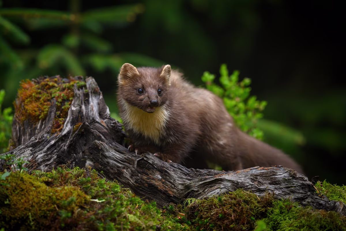 Pine marten climbing the old log