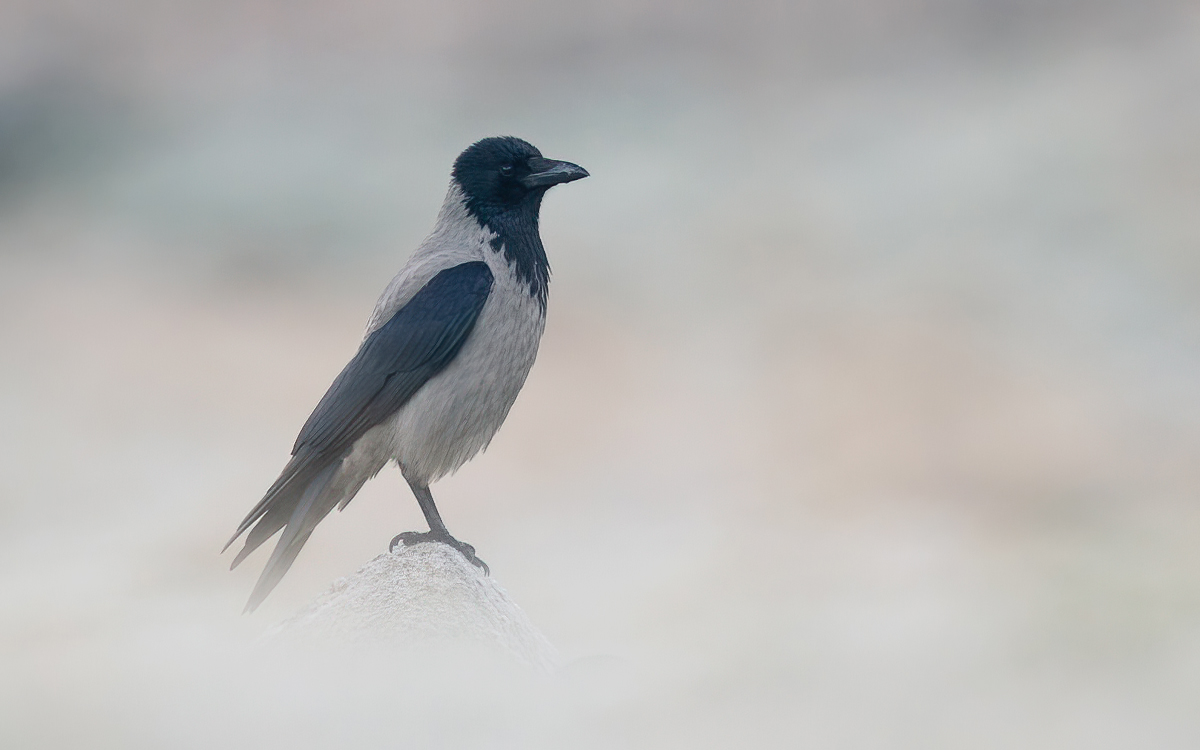Hooded crow on a stone