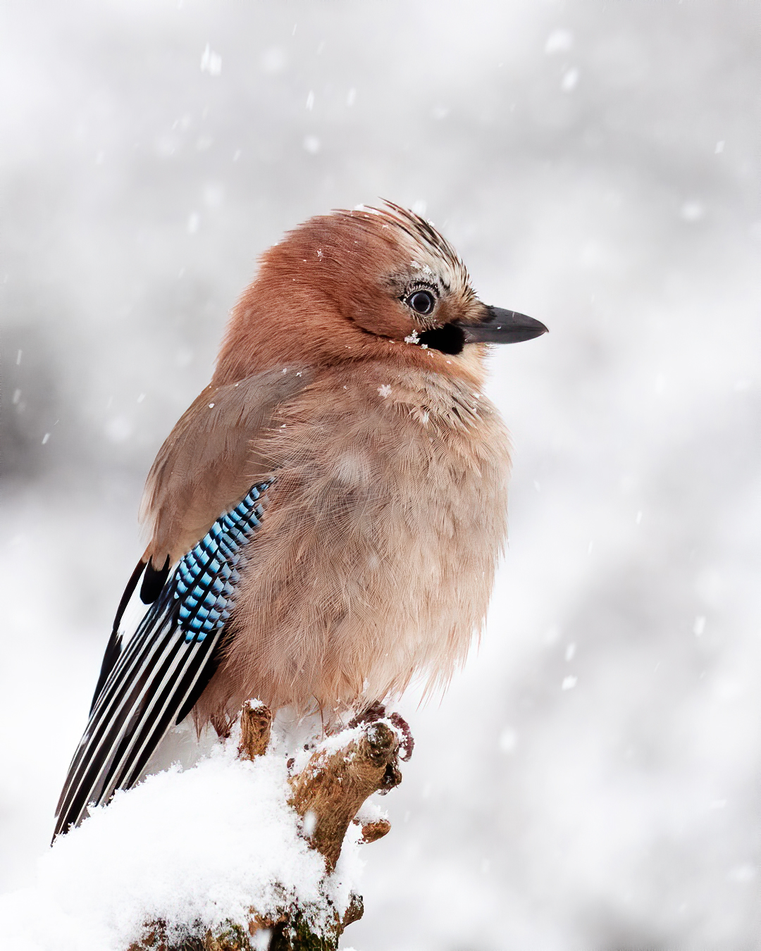 Eurasian jay in snowfall