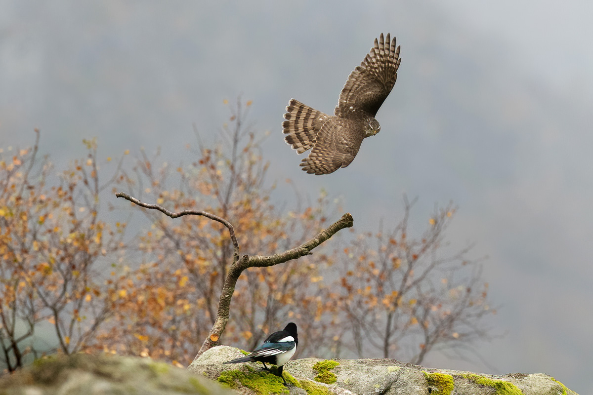 Sparrowhawk chasing magpie