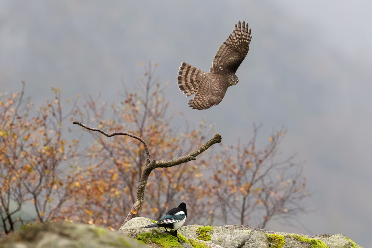 Sparrowhawk chasing magpie