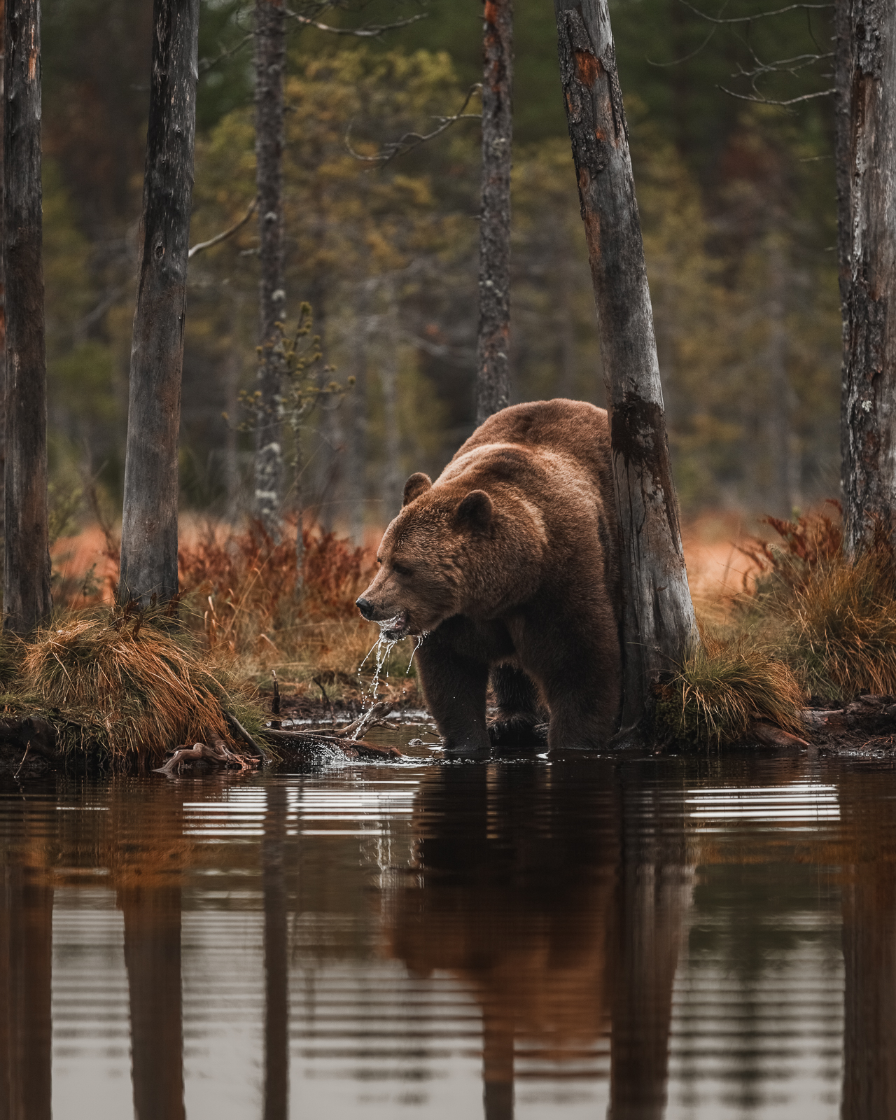 Brown bear having a drink