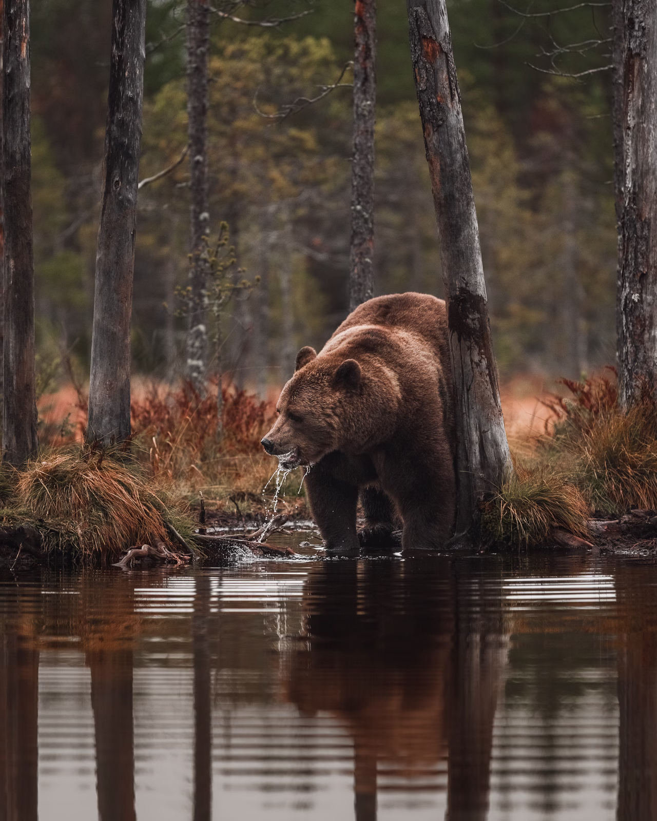 Brown bear having a drink