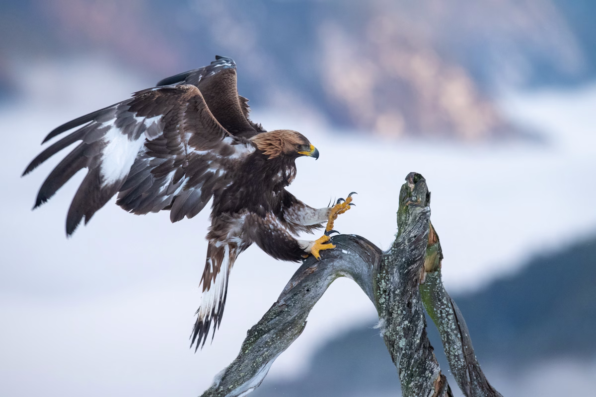 Golden eagle in for landing over the valley