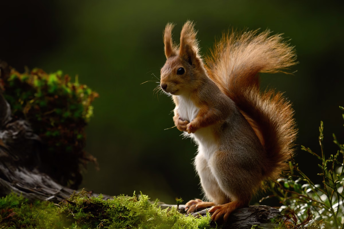 Squirrel standing upright in the moody forest
