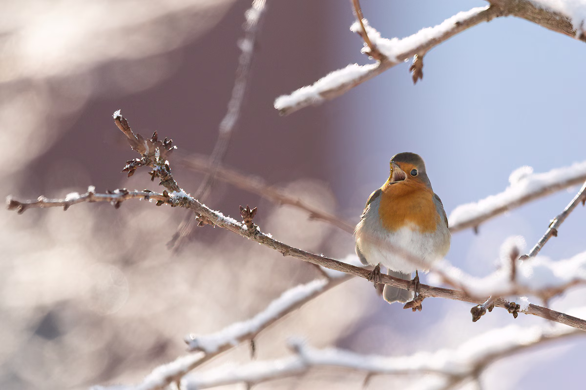 Red robin in snowy bushes