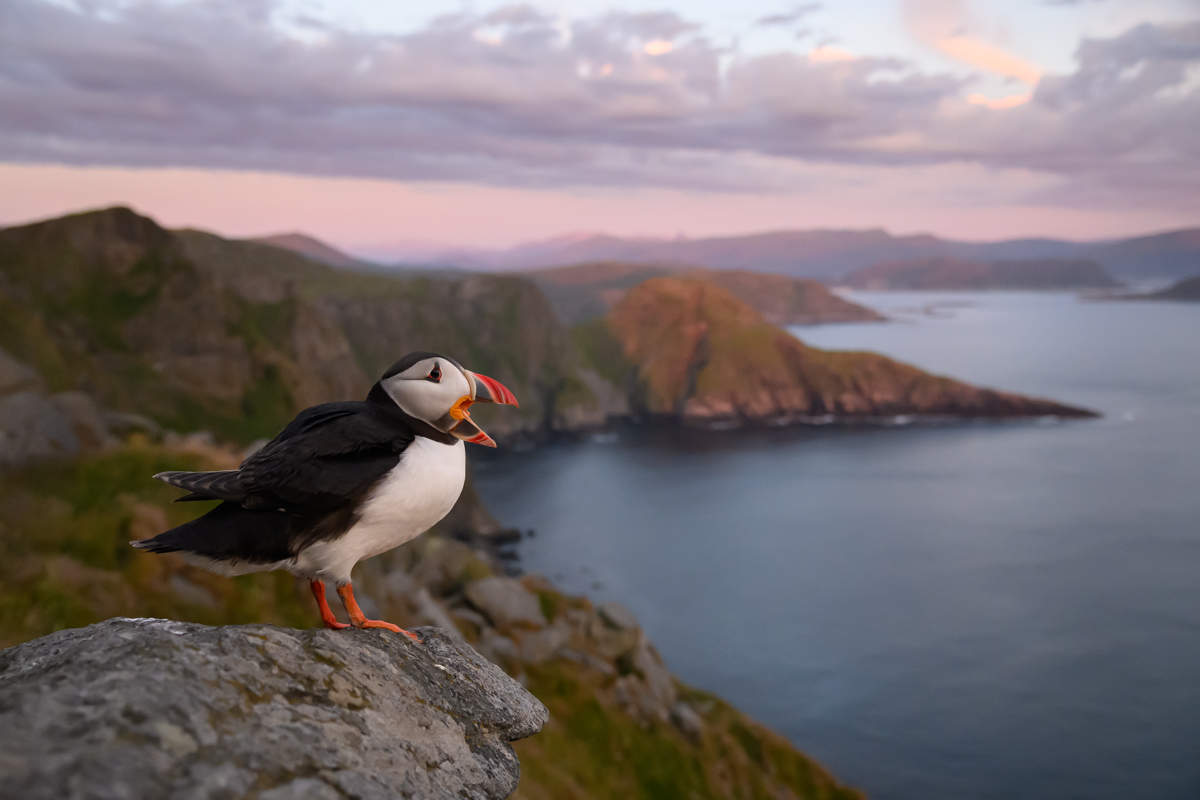 Puffin calling out