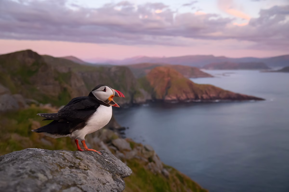 Puffin calling out