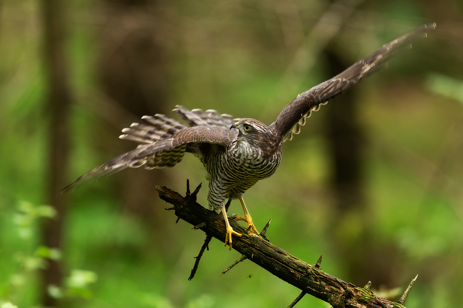 Sparrowhawk lands on stick