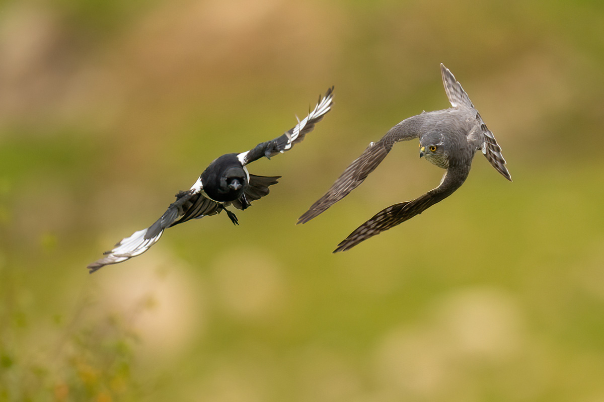 Sparrowhawk attacking the magpie