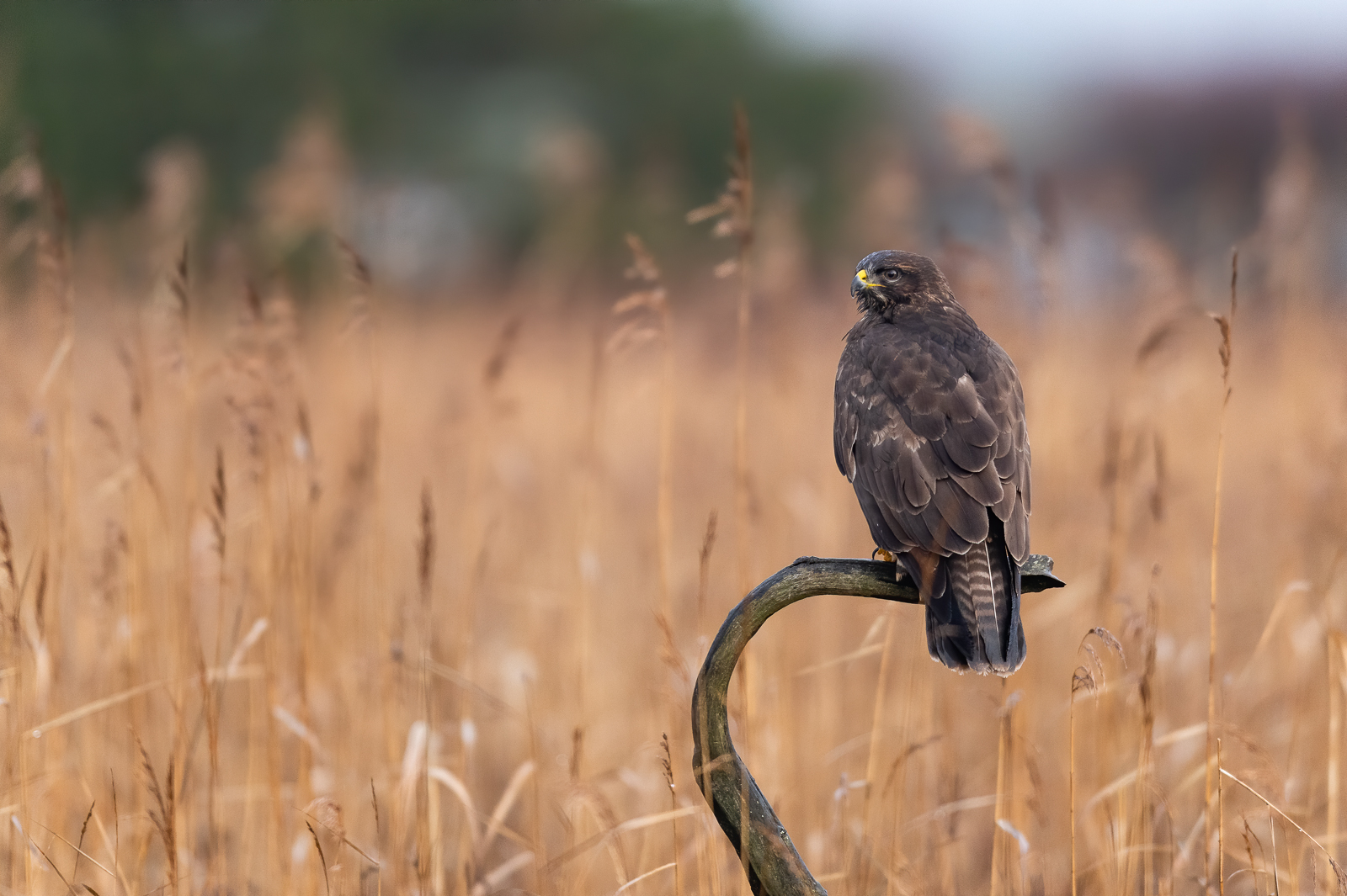 Common buzzard resting on twig