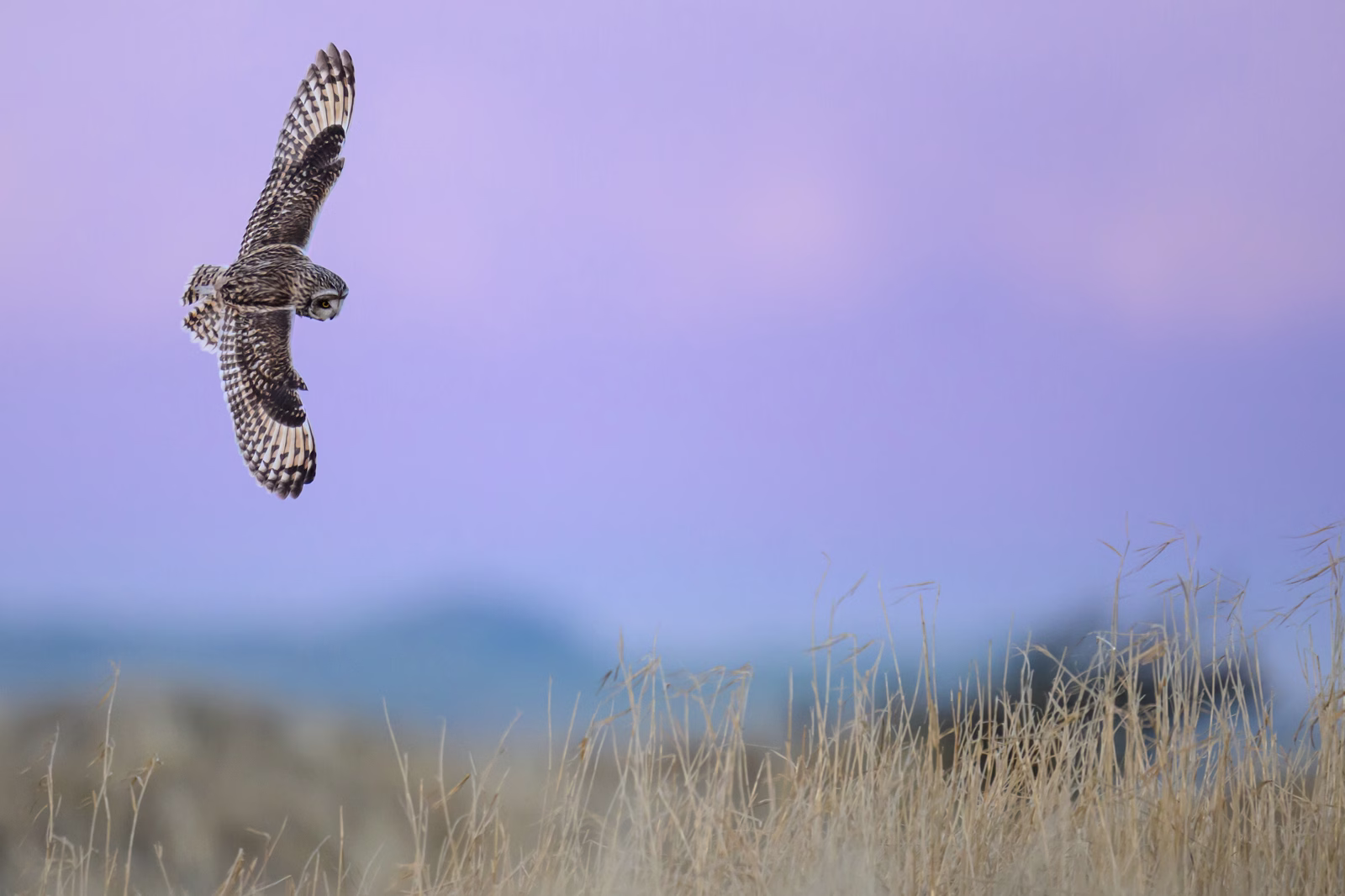 The short-eared owl on an evening hunt