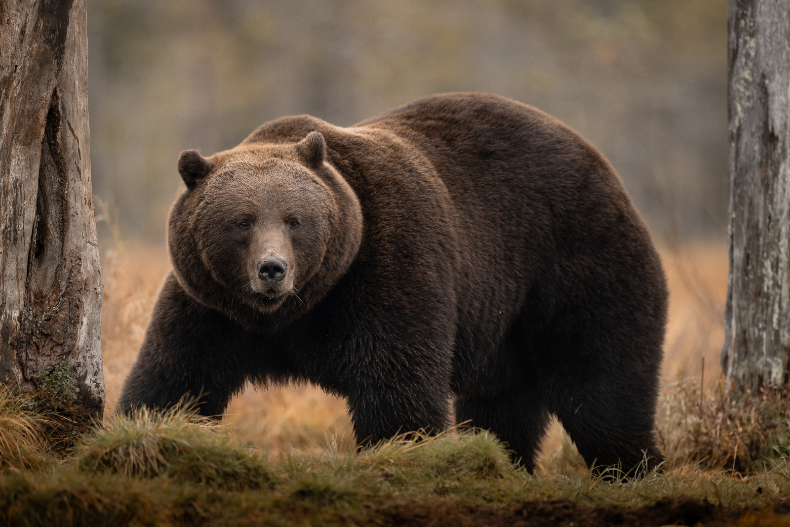 A massive brown bear in the Finnish forest