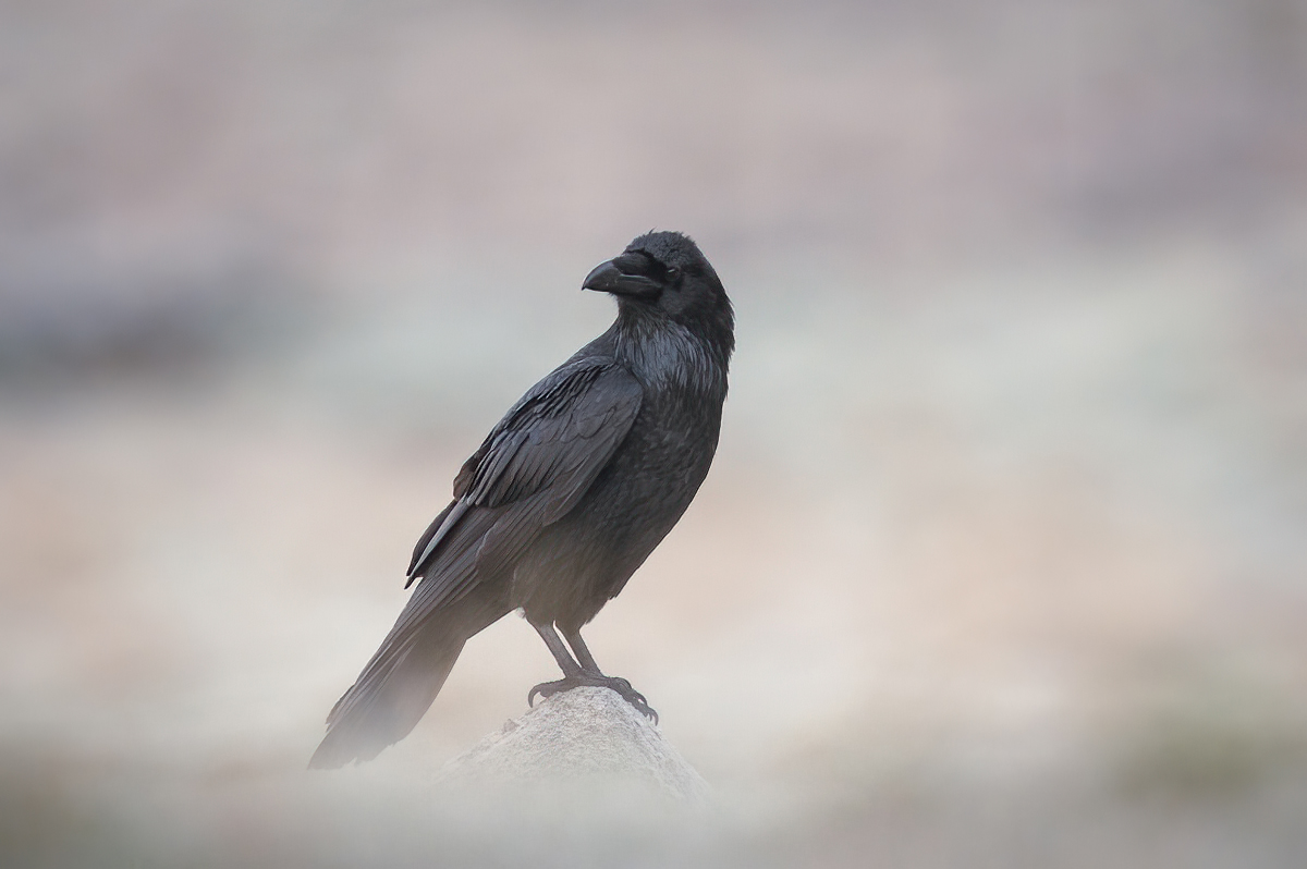 Portrait of the raven