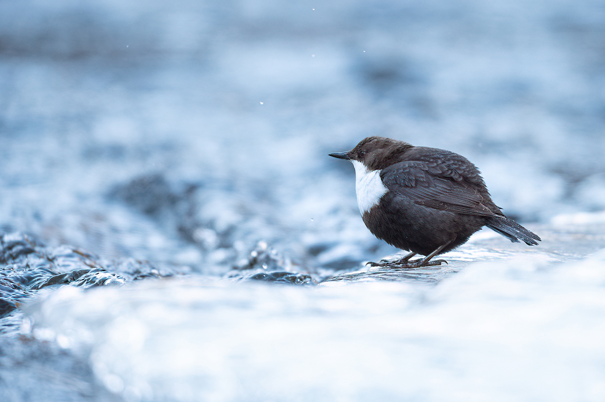 White-throated dipper on the ice edge