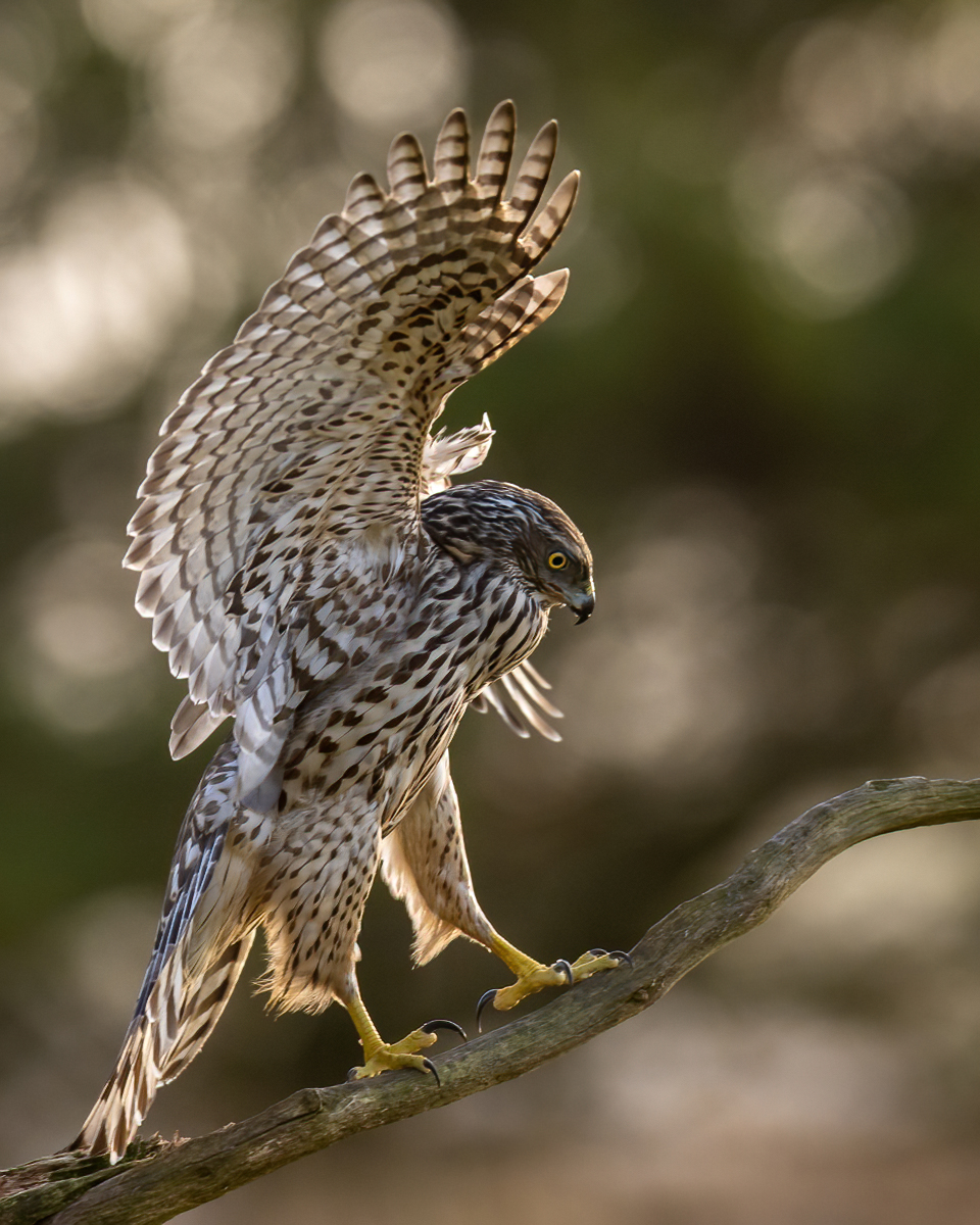 Young goshawk balancing on the perch
