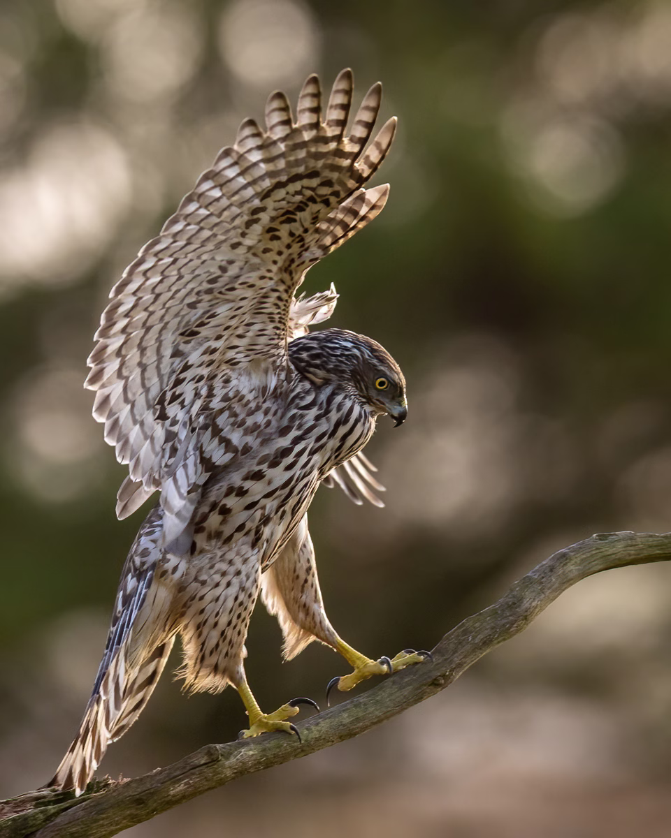 Young goshawk balancing on the perch