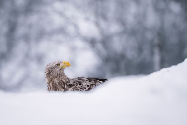 Adult white tailed eagle in the winter mountain