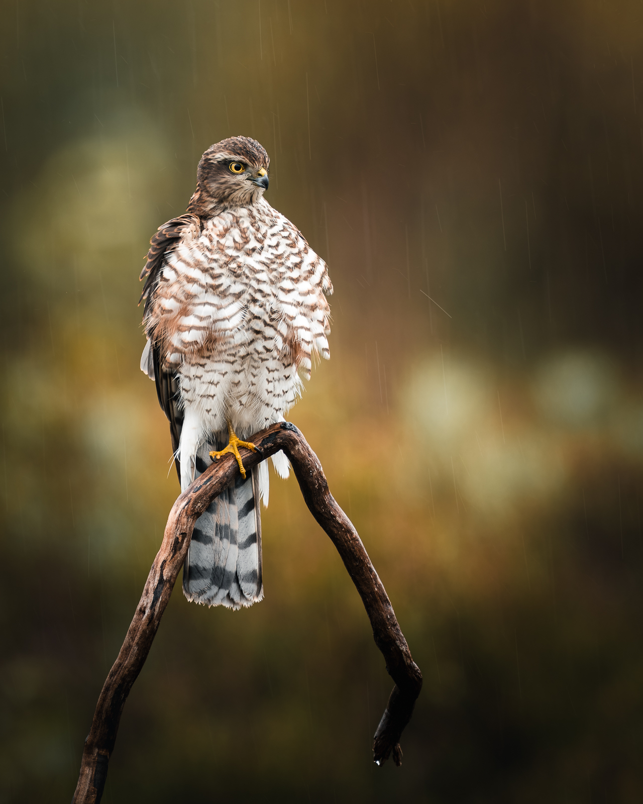 A wet sparrowhawk