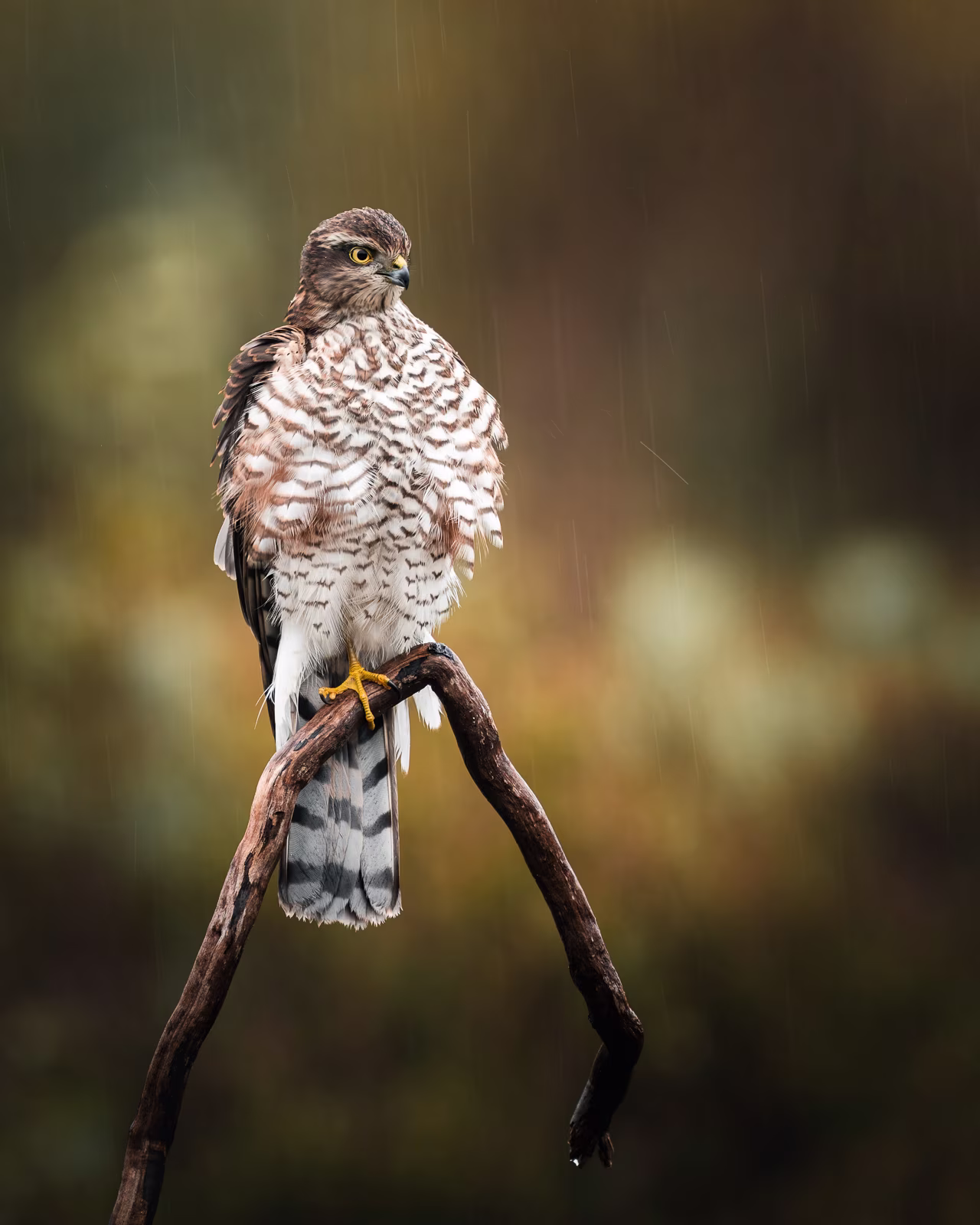 A wet sparrowhawk