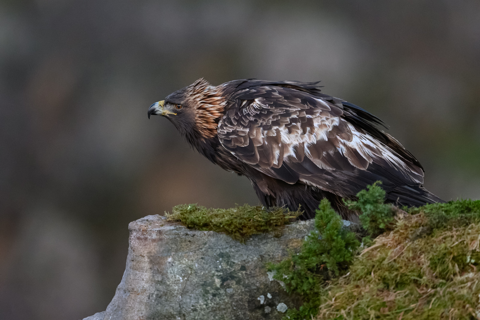 Golden eagle raising feathers