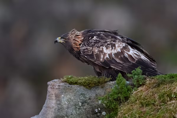 Golden eagle raising feathers