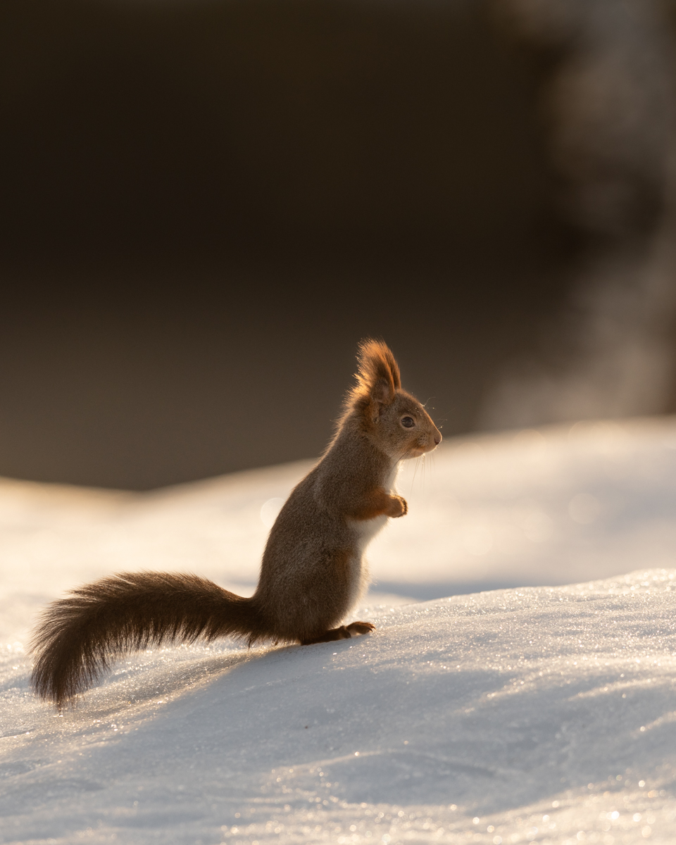 Squirrel in the snow early in the morning