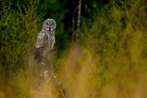 Great grey owl in the spring forest