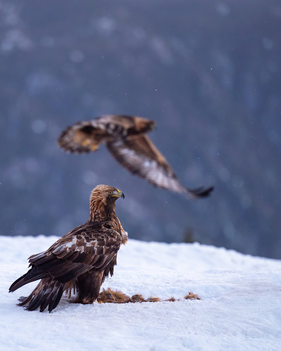 Golden eagles in the mountains