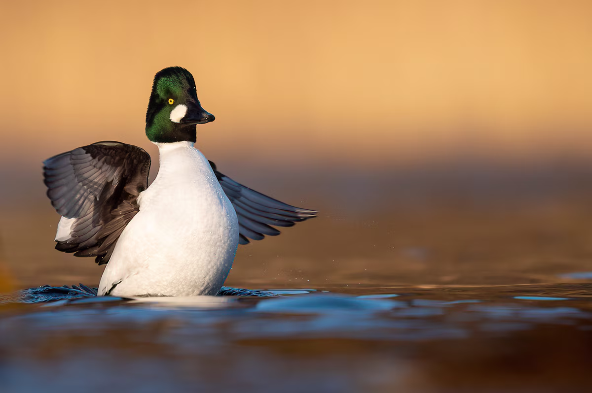 Common goldeneye in afternoon light