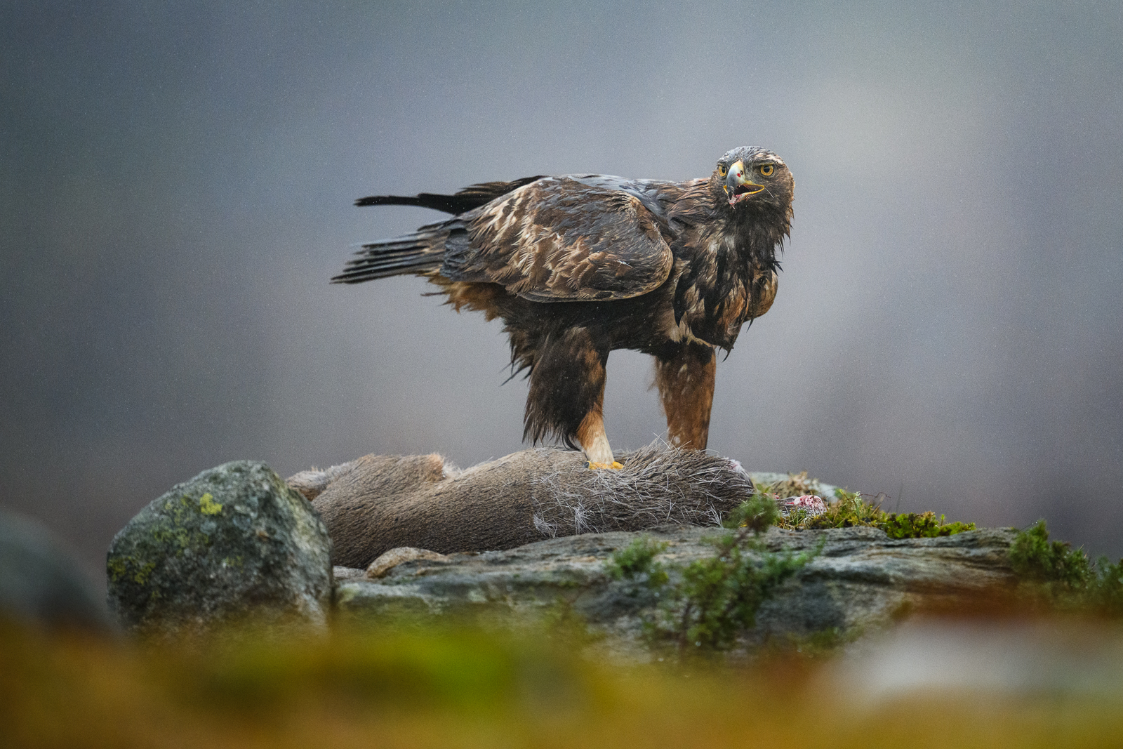 Golden eagle enjoying a dead deer