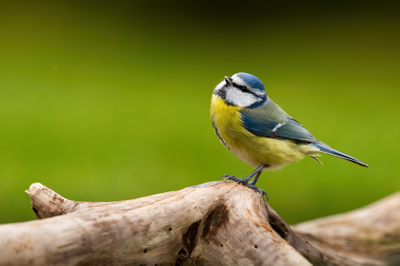 Blue tit looking up