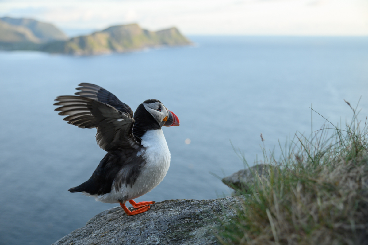 Puffin on the edge of the cliff