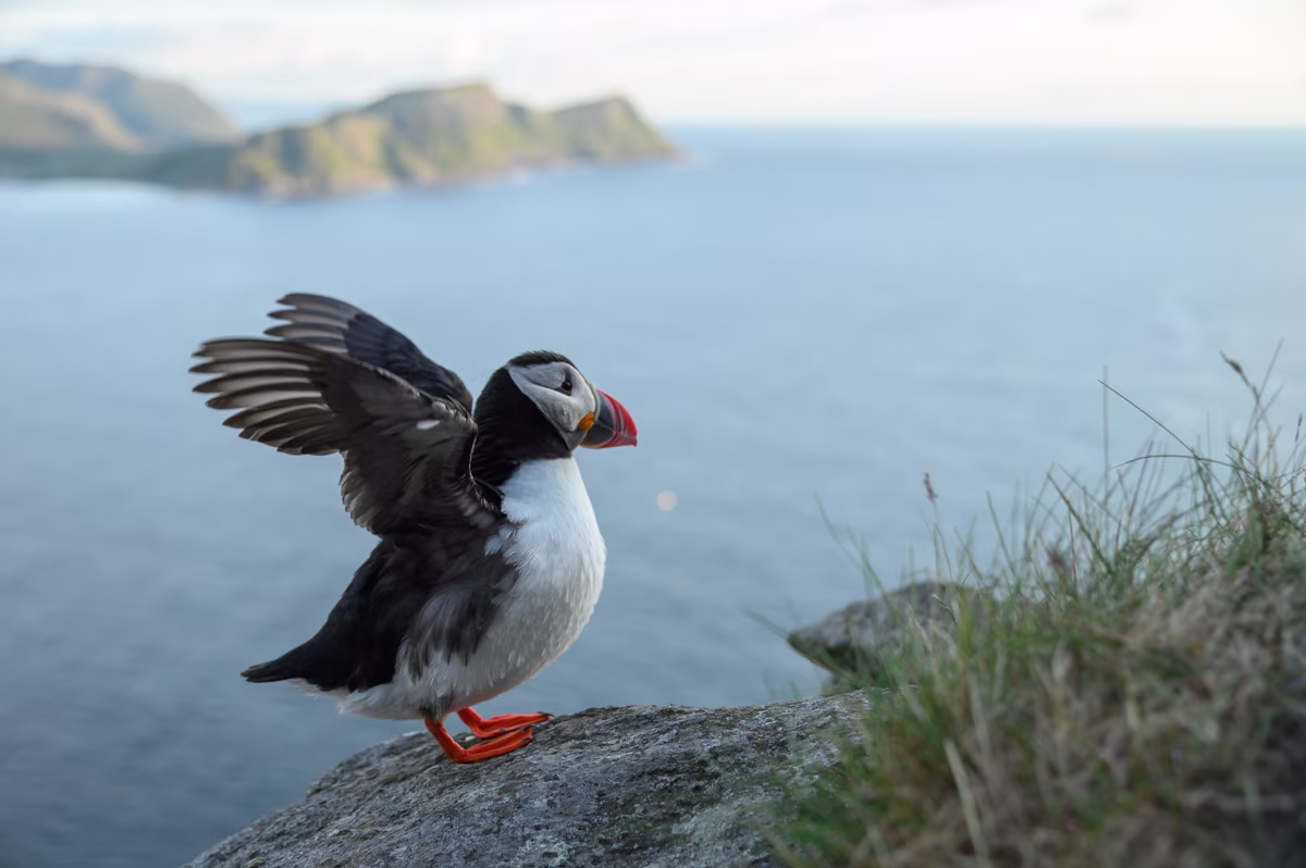 Puffin on the edge of the cliff