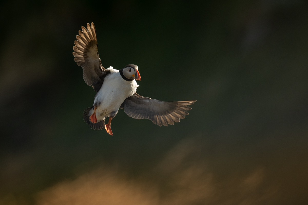 Puffin in backlit flight