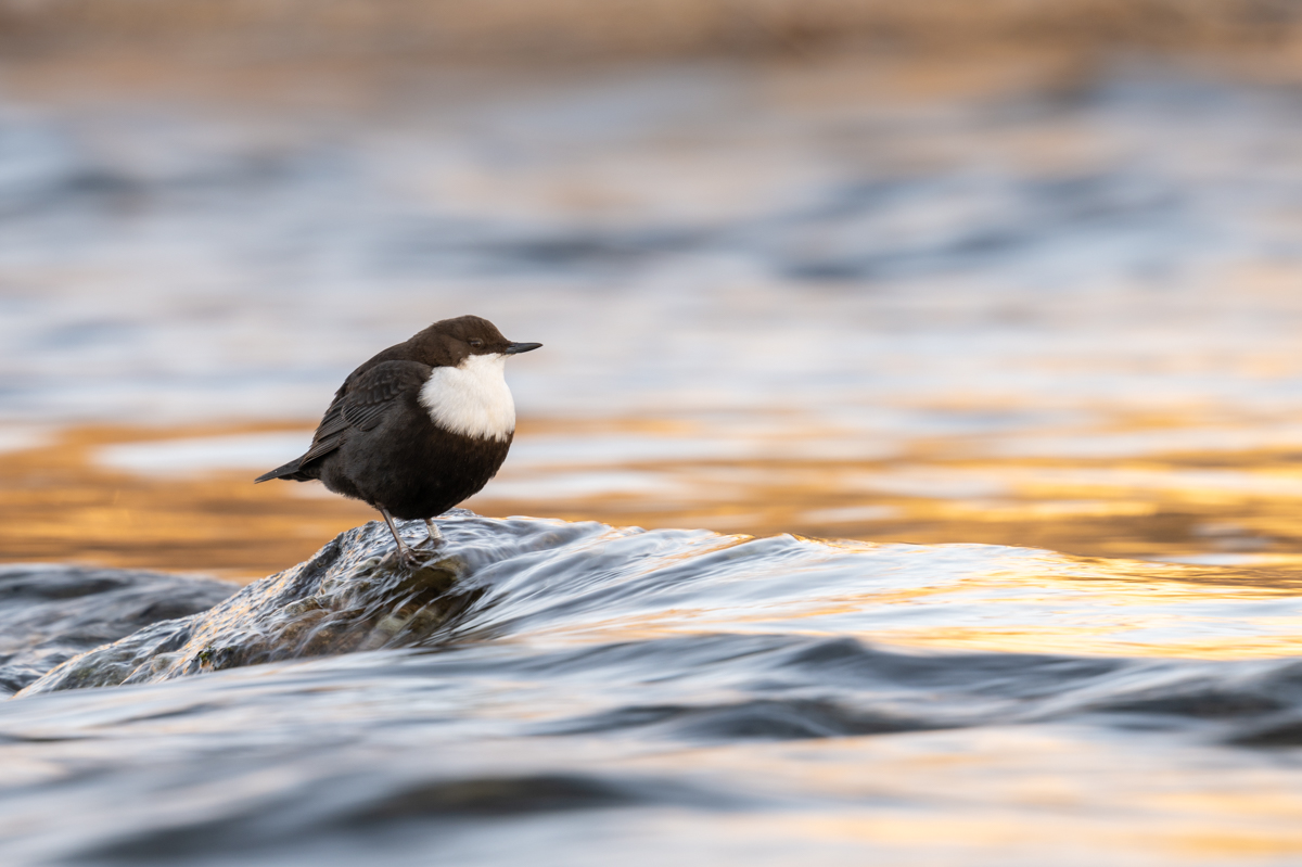 White throated dipper on a river rock