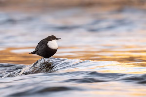 White throated dipper on a river rock