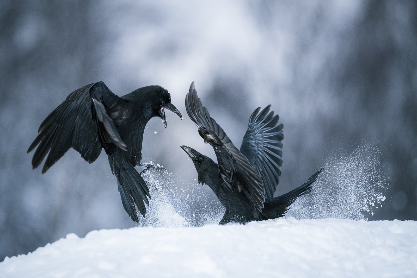 Ravens fighting in the snow